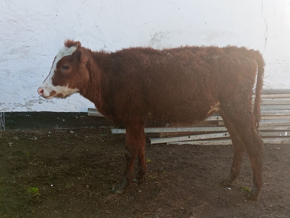 Тайынша 2 бас 1 жасарлар