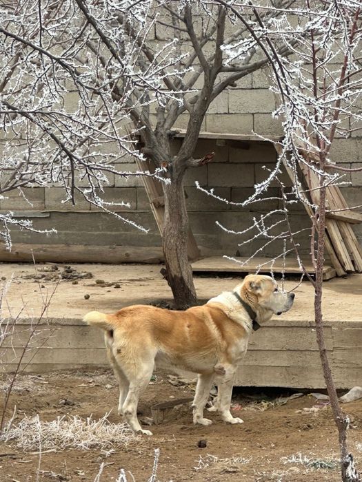Продаю собак алабай