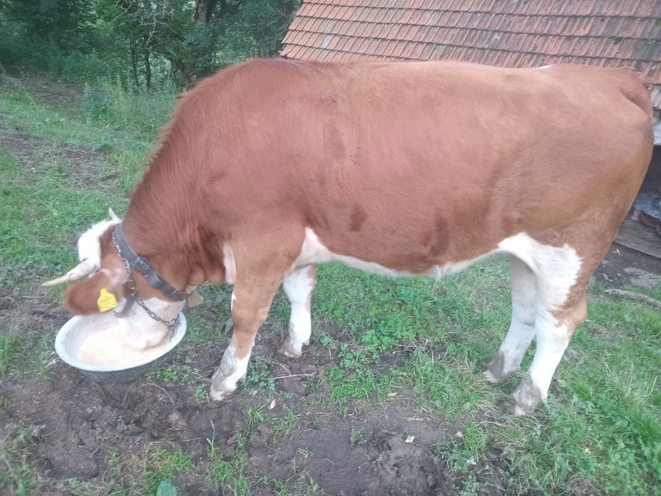 Vând o vacă și o junincă