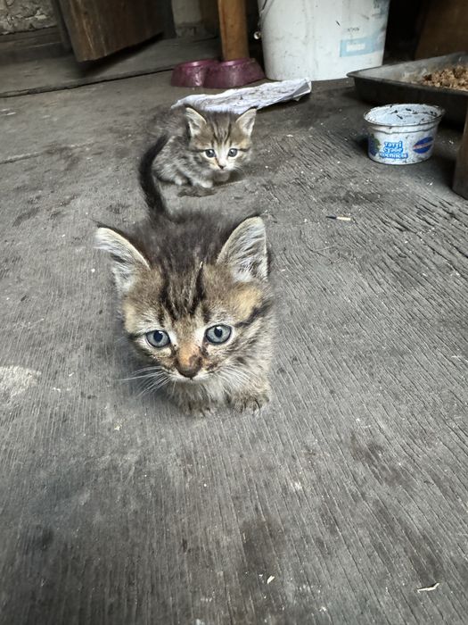 Отдам в добрые руки