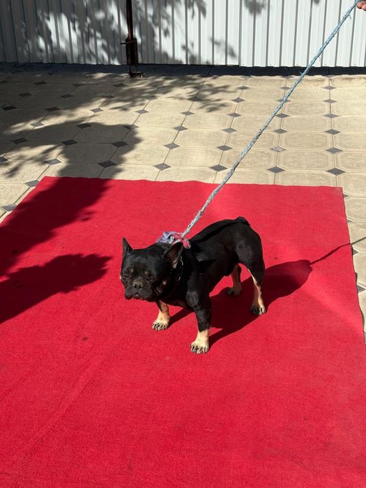 Французкий бульдок