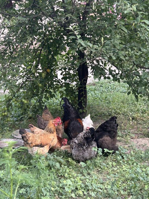 Продам семейку Петух и куры