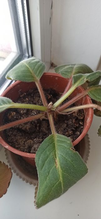 Продам цветы комнатные