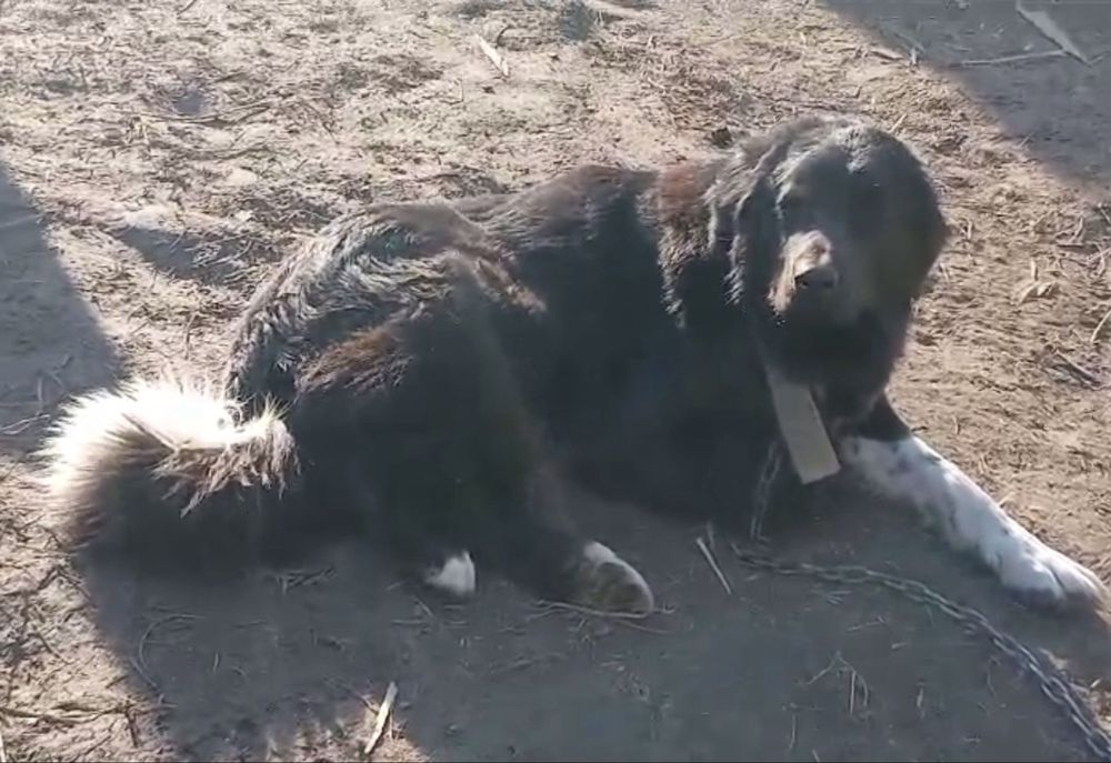 Тобет( Қазақы ит) күшіктер