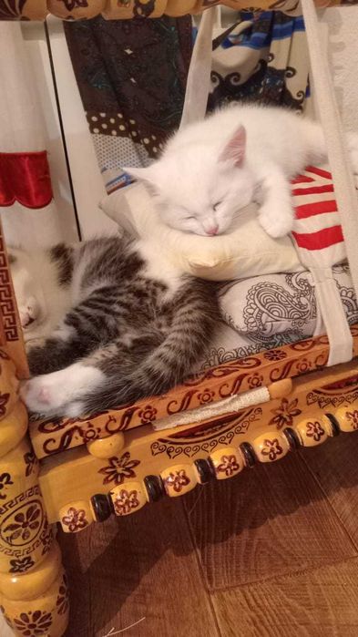 Отдам котят в добрые руки