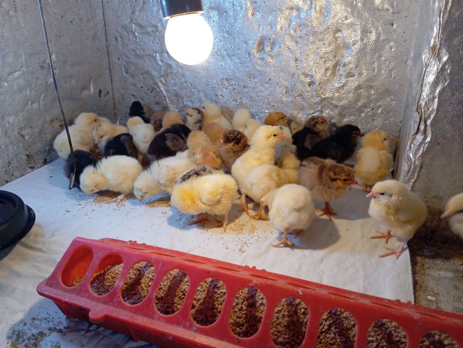 Балапандар сатылады жаңа туылған