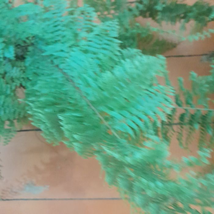 Папоротники  пушистые