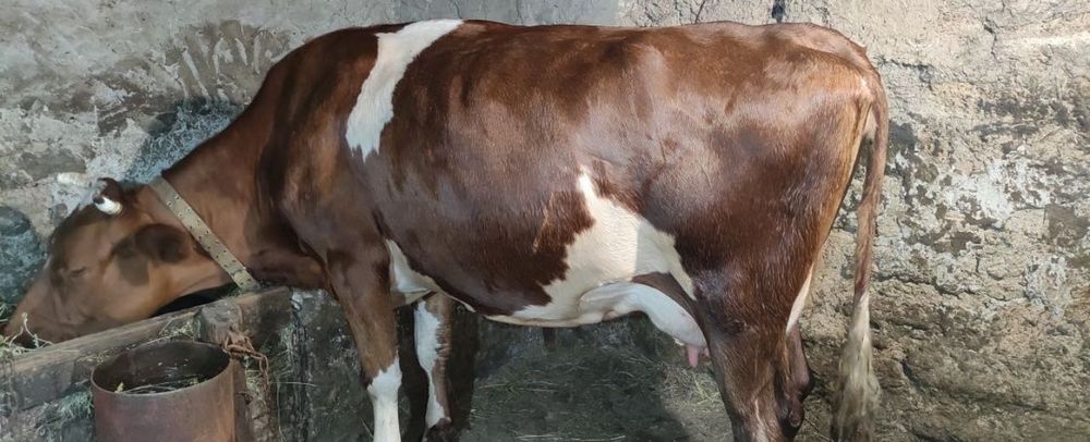 Молочная здоровая корова