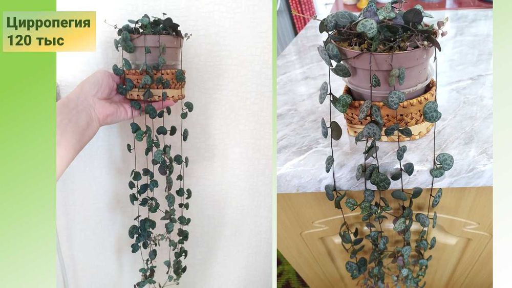 Сциндапус Энджой