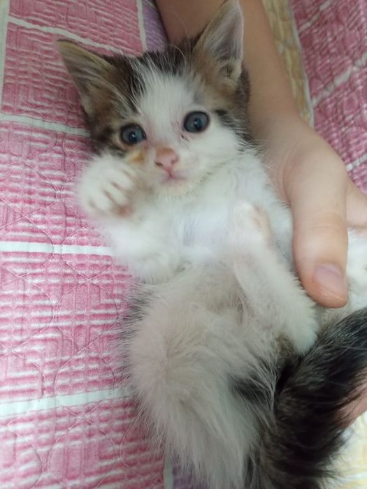 Отдам даром котят