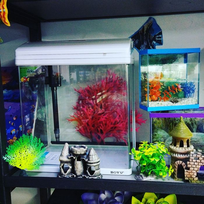 Рыбки петушки. Навои-Торайгырова