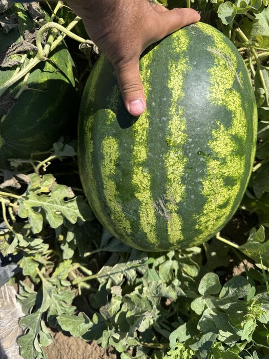 Продам арбузы.