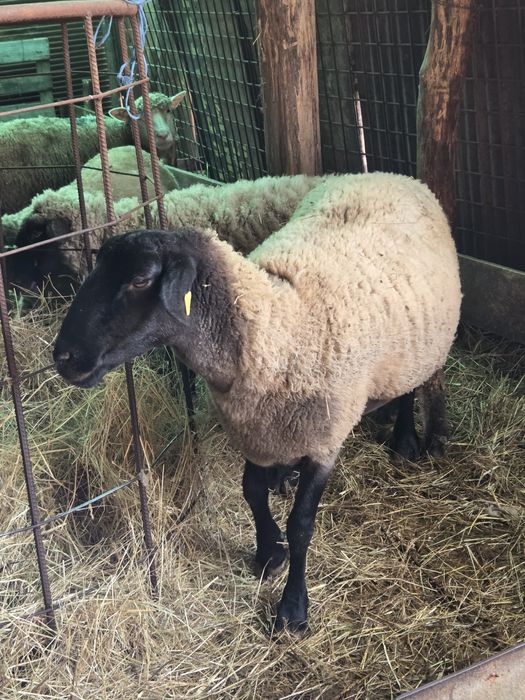 Vând 20 de oi sănătoase, bine dezvoltate!