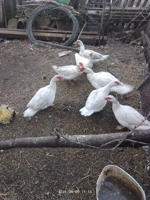 Продам на племя уток Мулардов