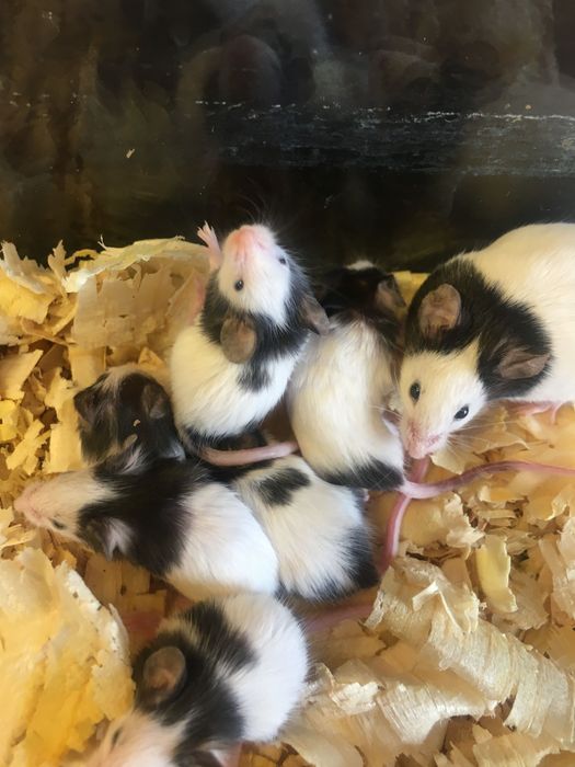 Китайски мишки панди