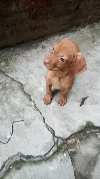 Vijla maghiara, magyar vizsla