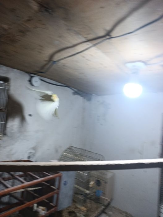 Птица карелла самкакуп вакт уча олади ва кулга ушаса тишламайди