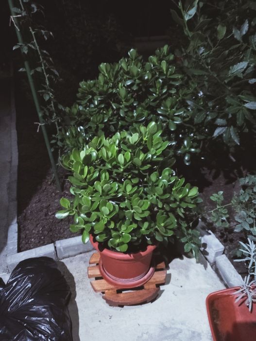 Planta de jad (Crassula Ovata)
