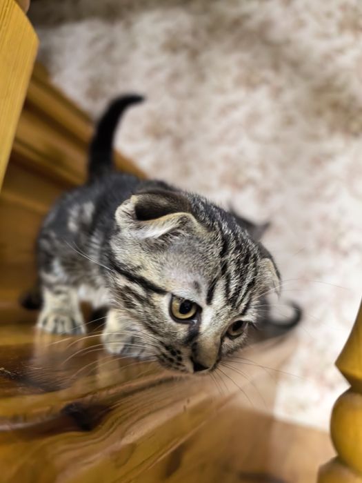 Девочка вислоушка