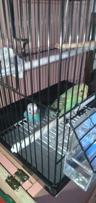 Папугай Валнистый