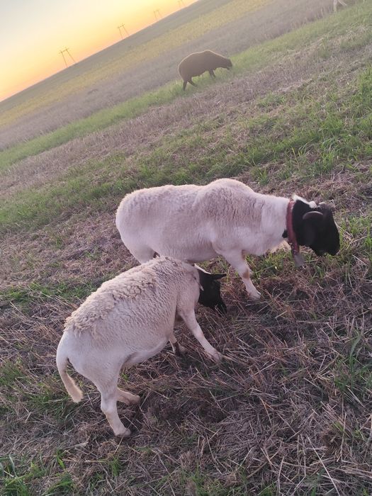 Vând oii dorper și texel.