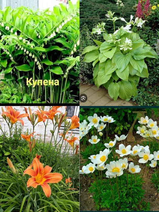 Многолетние цветы  ,