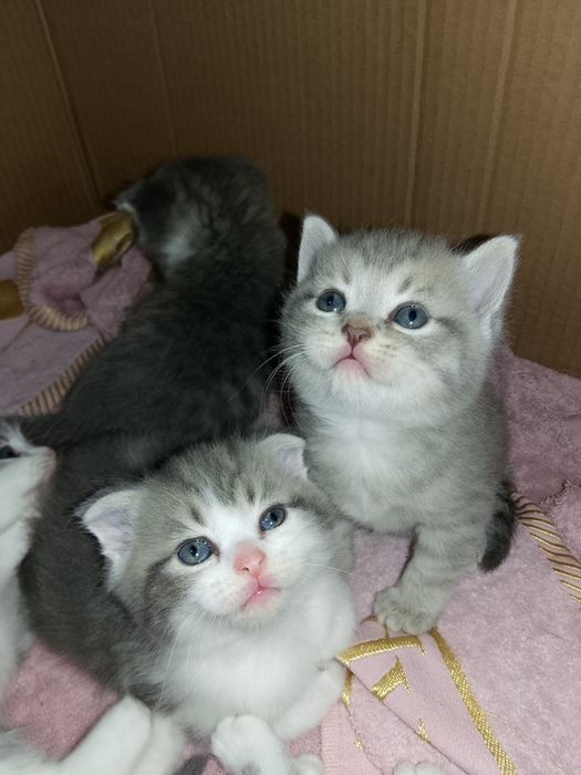 Продаются очаровательные котята