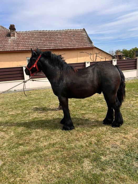 Manz armasar  negru(3 bucati)