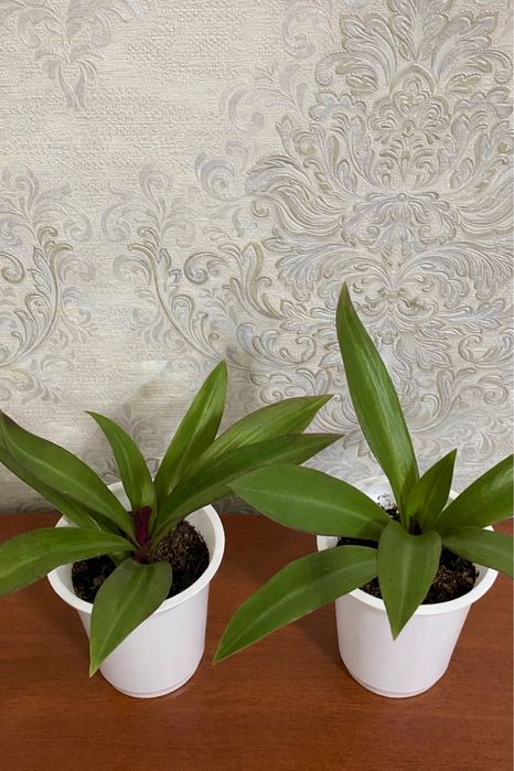 Традесканция Рео