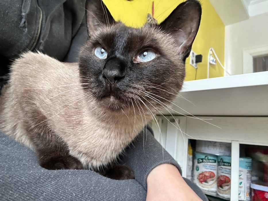 Кошка Ева ищет дом