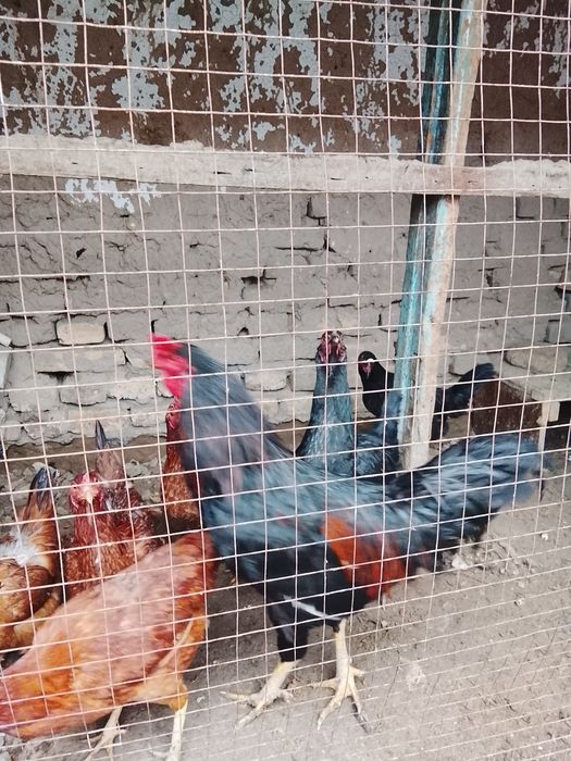 Хўроз сатилади дамашне