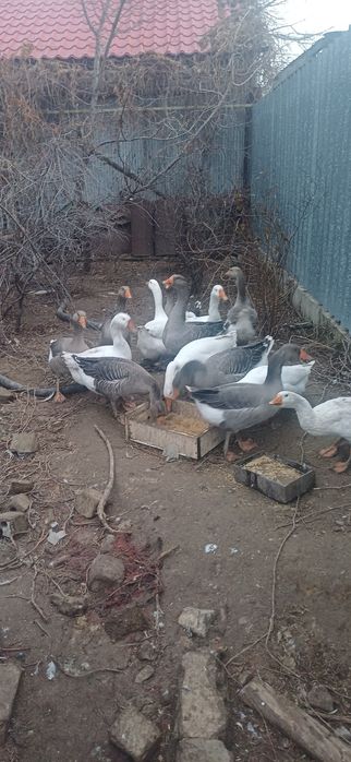 Продам домашние гуси