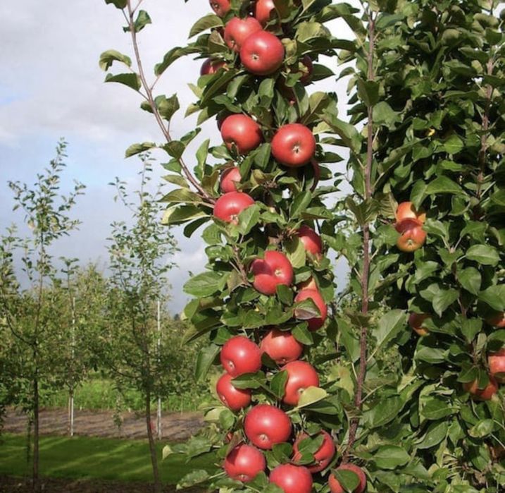 Pomi fructiferi columnari calitatea intai