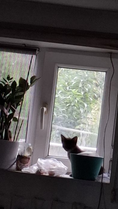 Котята отдам бесплатно  2котят