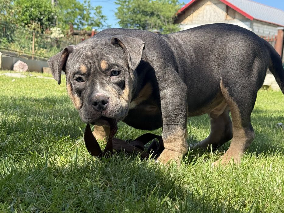 Vand mascul american bully pocket