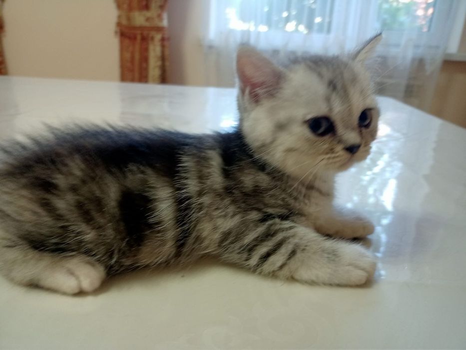 Британские  котята