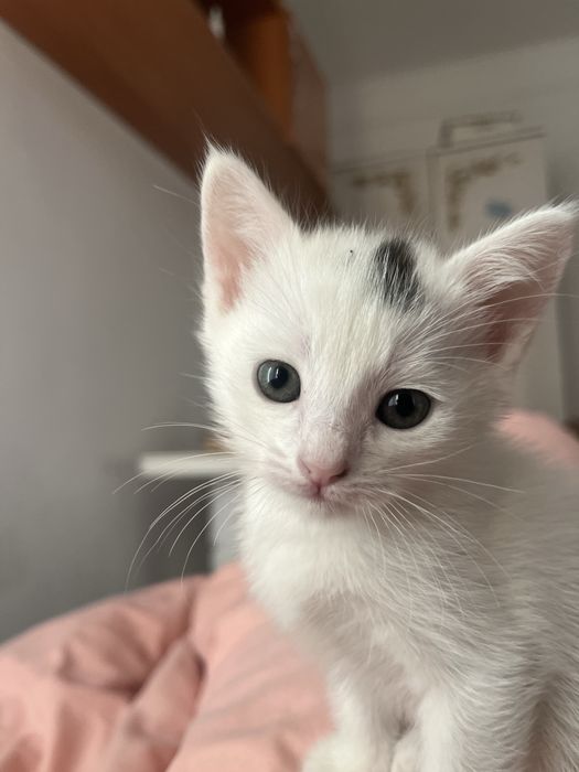 Котяты беспалатно