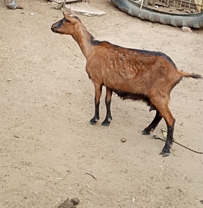 Vand  2 capre bune de lapte sau schimb cu grâu sau orz