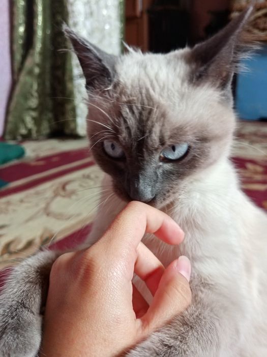 Siam mushugi qiz bola
