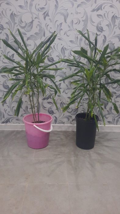 2 пальмы по 1.5 метра