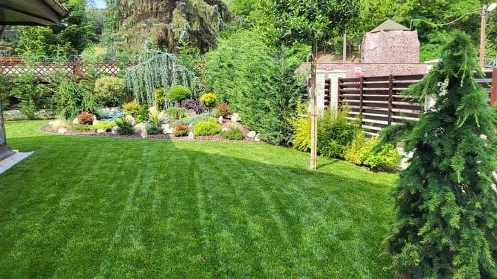 Gazon rulou vând și montez