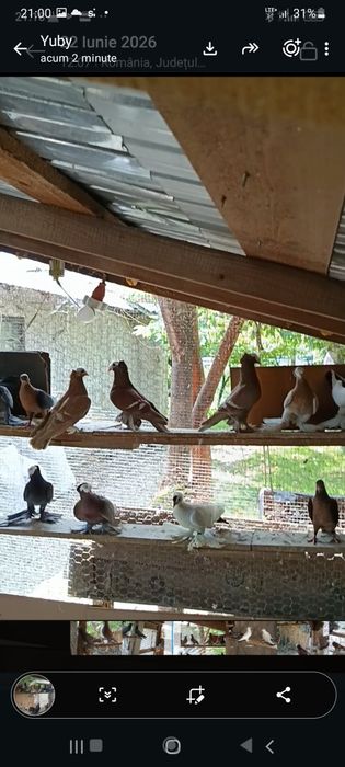 Porumbei de ornament ,voltati indieni ,preoti și spot saxon ,capucini și satineti.