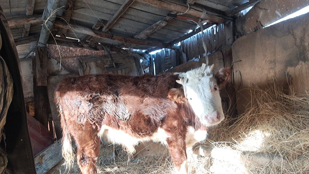 Продам бычка, телку