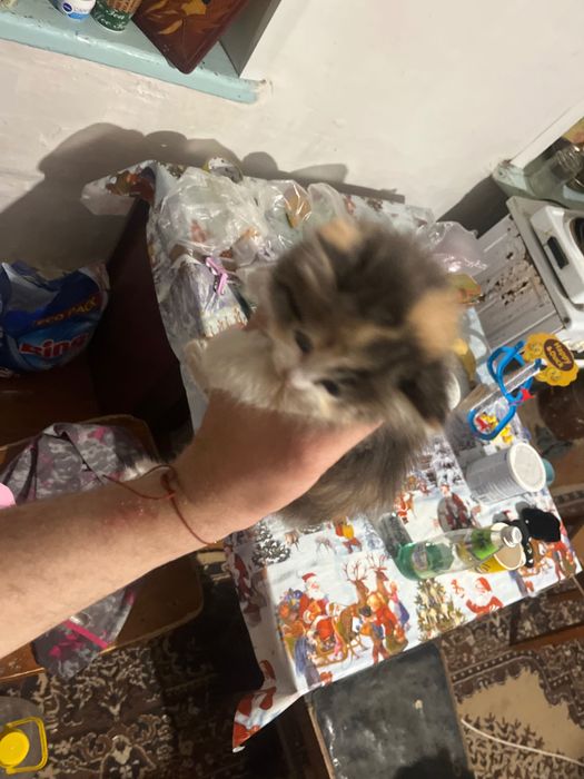 Отдам кошек бесплатно