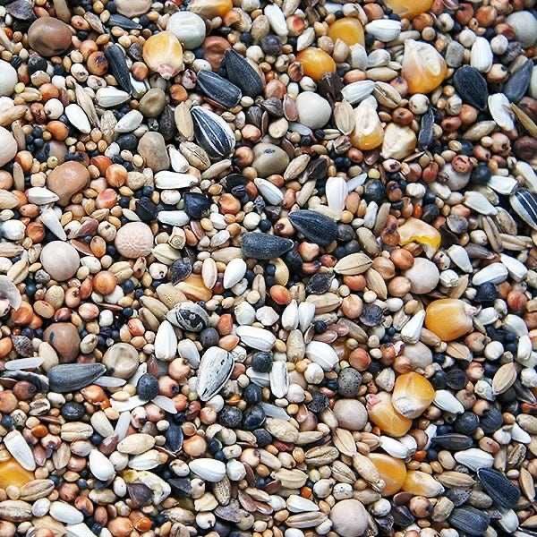 Amestec porumbei , mancare poumbei , mix porumbei