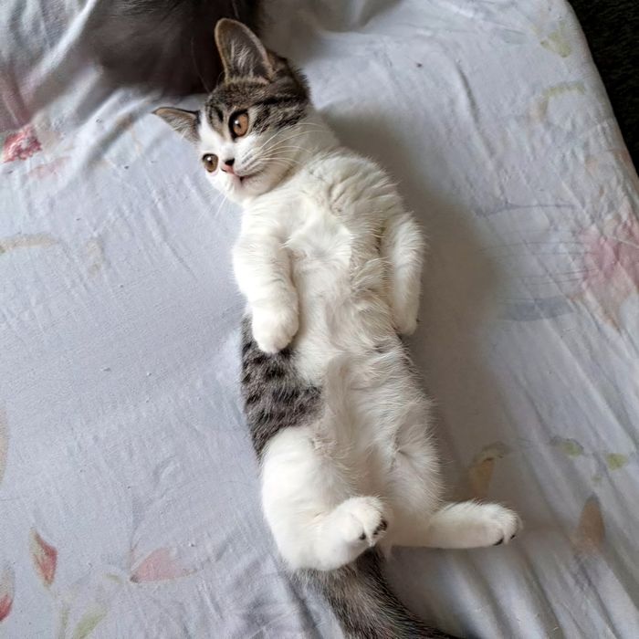 Манчкин-крошка котенок