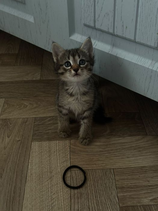 Котятки в любящие руки