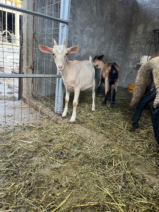 Ieduțe vârstă 6 luni+țap alpin francez