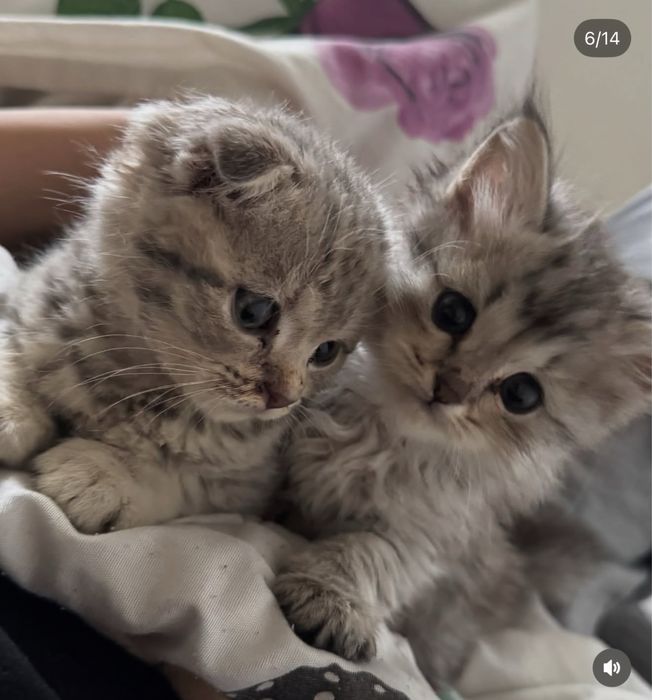 Шотландские котята