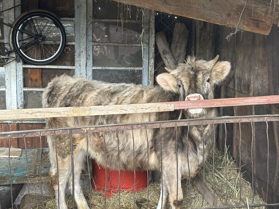 Годовалая Телка Тана